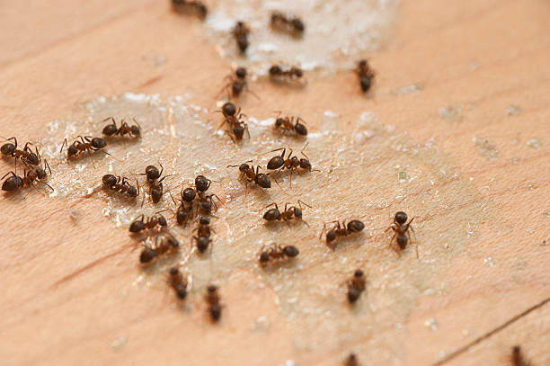 Best Emergency Pest Control  in Rose Valley, PA